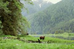 Great-Bear-Rainforest_credit-Destination-BC
