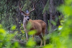 jacques-cartier_A-Moser_017