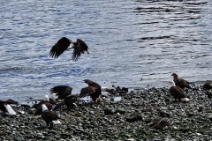 Weisskopfseeadler-beim-RY-Park-Campbell